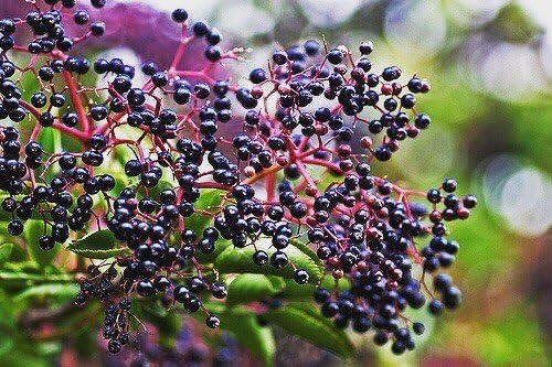 Norm's Farms American Elderberry Extract 8 Oz.