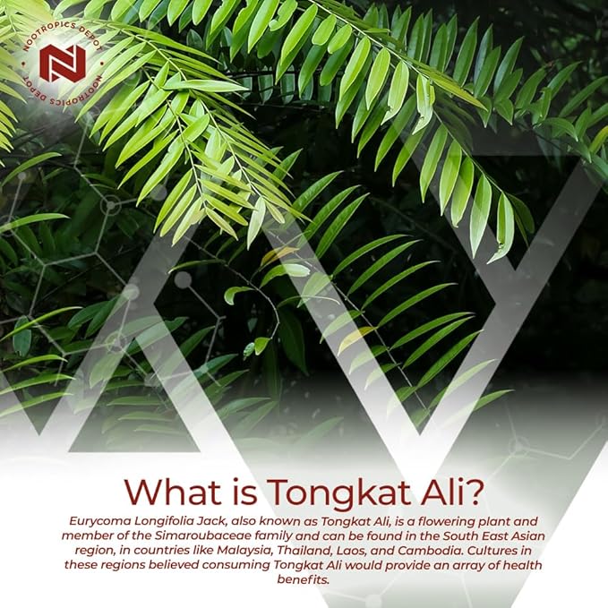 Nootropics Depot Tongkat Ali Extract Capsules 200mg | 60 Count 2% Eurycomanone