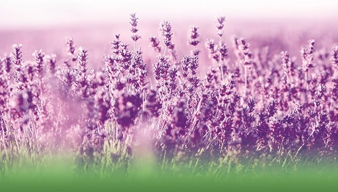 Lavender Pure Oil 500mg, 100% Pure 40 softgel